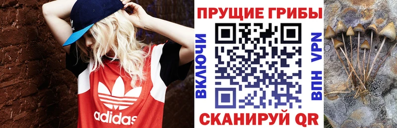 Псилоцибиновые грибы прущие грибы  Северобайкальск 